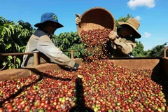 Exportaciones de café de Vietnam aspiran a alcanzar seis mil millones de dólares