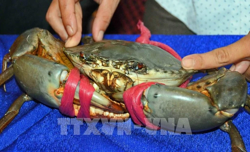 El cangrejo Mud en el país oceánico tiene un precio elevado pero carece de la característica cantidad de coral del cangrejo vietnamita de Ca Mau. (Fuente: VNA)