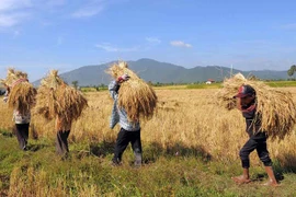 Reduce exportación de arroz de Camboya en primer trimestre de 2021