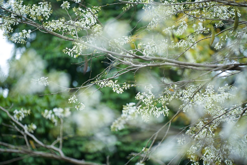 La belleza frágil y pura de las flores de Sua en las calles de Hanoi. (Fuente: VNA)