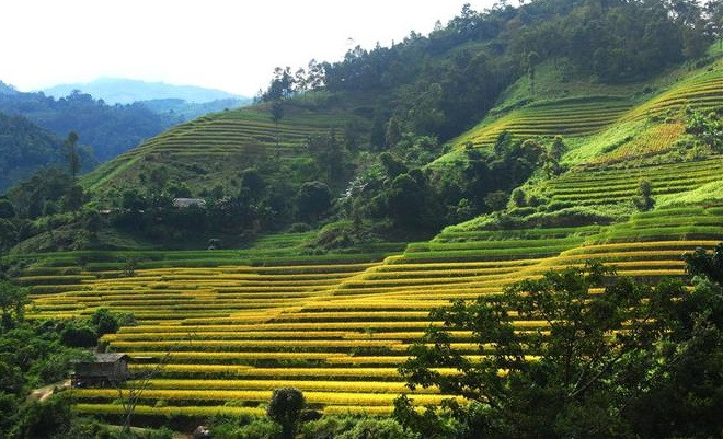 Vista de los campos arroceros en terrazas de Hoang Su Phi, en la provincia norteña de Ha Giang (Foto de VNA)