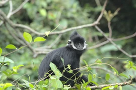 Langur de Ha Tinh. (Fuente: https://baoquangbinh.vn/)