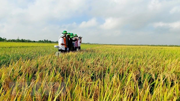 Convertirán provincia vietnamita de An Giang en centro de procesamiento de alimentos 